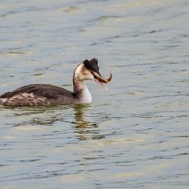 Haubentaucher beim Fischfang Podiceps cristatus