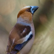 Kernbeisser Coccothraustes coccothraustes