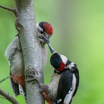 Buntspechte bei der Fütterung Dendrocopos major