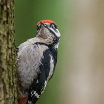 Junger Buntspecht Dendrocopos major