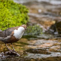 Wasseramsel Cinclus cinclus