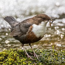 Wasseramsel Cinclus cinclus