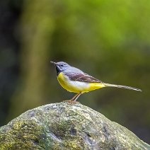 Gebirgsstelze Motacilla cinerea