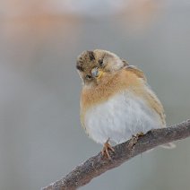 Bergfink Fringilla montifringilla