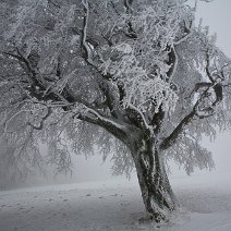 Windbuchen Schauinsland