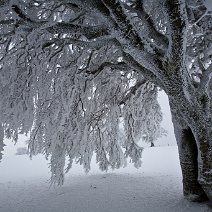 Windbuchen Schauinsland