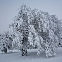 Windbuchen Schauinsland