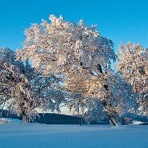 Windbuchen-Panorama Schauinsland