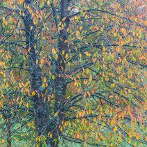 Kirschbaum Schönberg/Wittnau