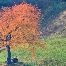 Kirschbaum MÃ¼nstertal