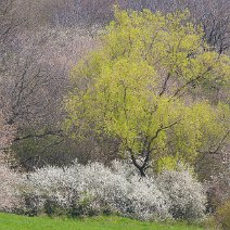 Waldrand im Frühling Schönberg/Ebringen