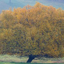 Weide Schönberg/Wittnau