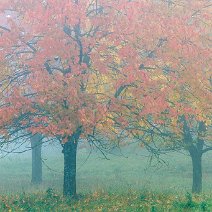Kirschbäume Schönberg/Ebringen