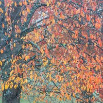 Kirschbäume Schönberg/Ebringen