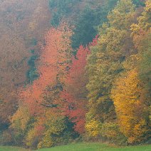 Waldrand Schönberg/Wittnau