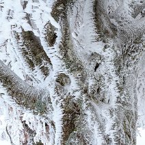 Windbuche im Raureif Schauinsland