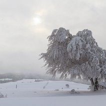 Windbuche am Schauinsland Schauinsland