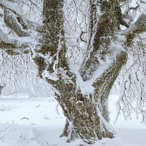 Windbuche im Raureif Schauinsland
