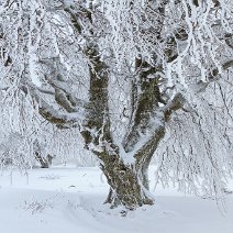 Windbuche im Raureif Schauinsland