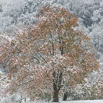 Wintereinbruch Hexental/Au