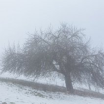 Alter Apfelbaum Schönberg