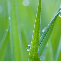 Tautropfen im Gras