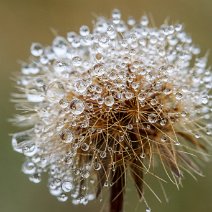 Verblühte Kugelsdistel