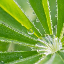 Lupinenblatt mit Tautropfen