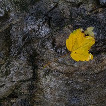 Ahornblatt auf Felsen