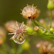 Verblühtes Habichtskraut