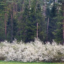 Blühender Schwarzdorn Engen im Hegau