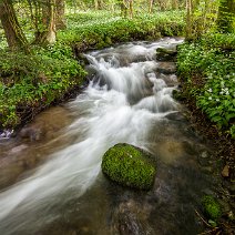 Bärlauchblüte Horben