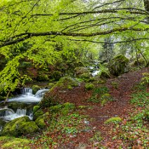 Frühling im Bergwald St. Wilhelm