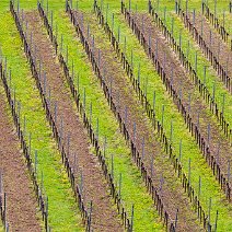 Im Weinberg Kaiserstuhl