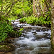 Laubaustrieb im Auwald