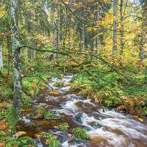 Bach im Herbstwald Notschrei