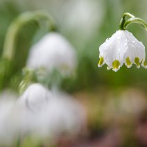 Märzenbecher Geisingen/Baar