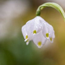 Märzenbecher Geisingen/Baar