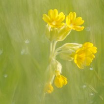 Schlüsselblumen Schlüsselblume