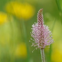 Spitzwegerich Plantago lanceolata