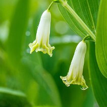 Salomonssiegel mit Regentropfen