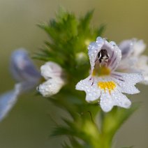 Augentrost mit Tautropfen Augentrost mit Tautropfen