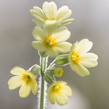 2020-03-0138-0183.fs