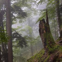 Geheimnisvoller Waldspaziergang Zweribach