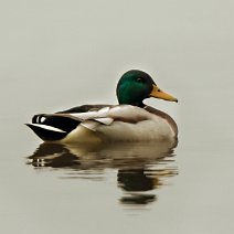 Stockente Anas platyrhynchos