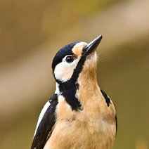 Buntspecht Dendrocopos major