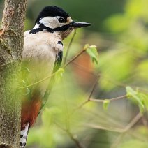 Buntspecht Dendrocopos major