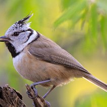 Haubenmeise Lophophanes cristatus
