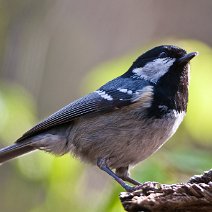 Tannenmeise Parus ater