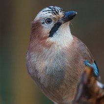 Eichelhäher Garrulus glandarius
